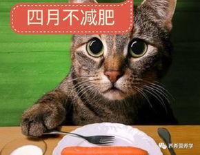 猫娱乐吃瓜酱,揭秘娱乐圈那些不为人知的幕后故事