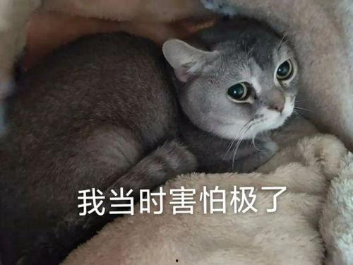 喵星娱乐吃瓜群众是谁啊,吃瓜群众背后的神秘力量